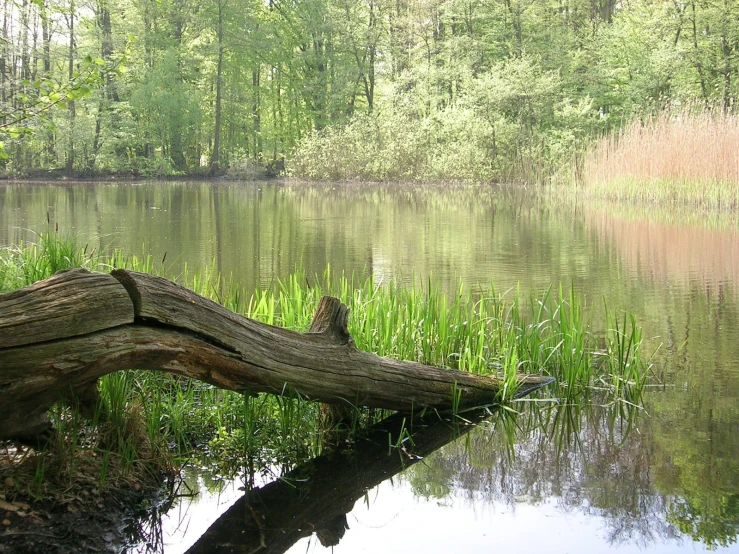 an image of a bird perched on a log