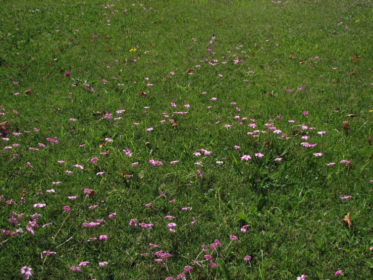 many little flowers growing on the green grass