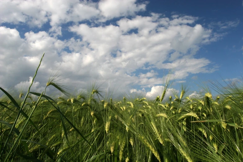 the green barley is growing on a sunny day