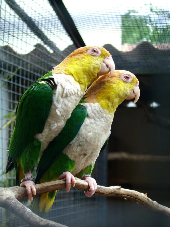 two parrots with yellow, orange and green feathers sitting on a nch