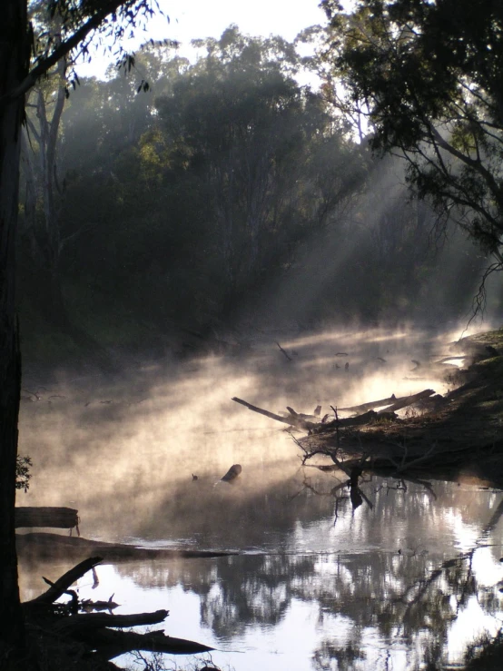 a lake with water that has some tree nches in it