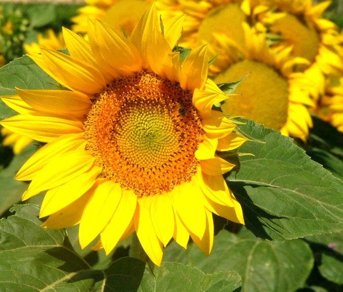 sunflower in full bloom with many green leaves