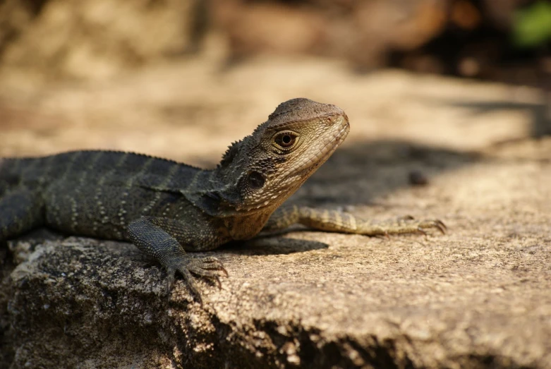 a lizard sitting on a rock, in a zoo