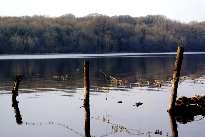 this is a large body of water and reeds