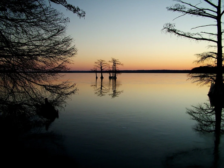 several trees stand near the surface of a lake