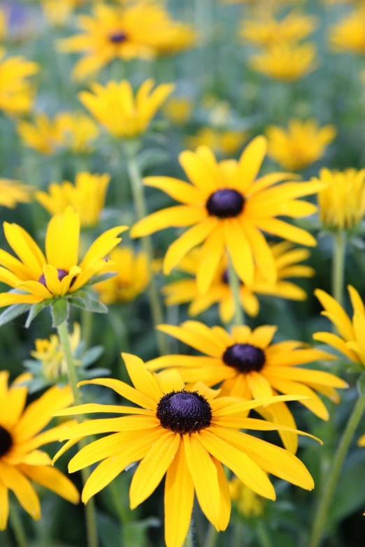 several yellow flowers with leaves around them