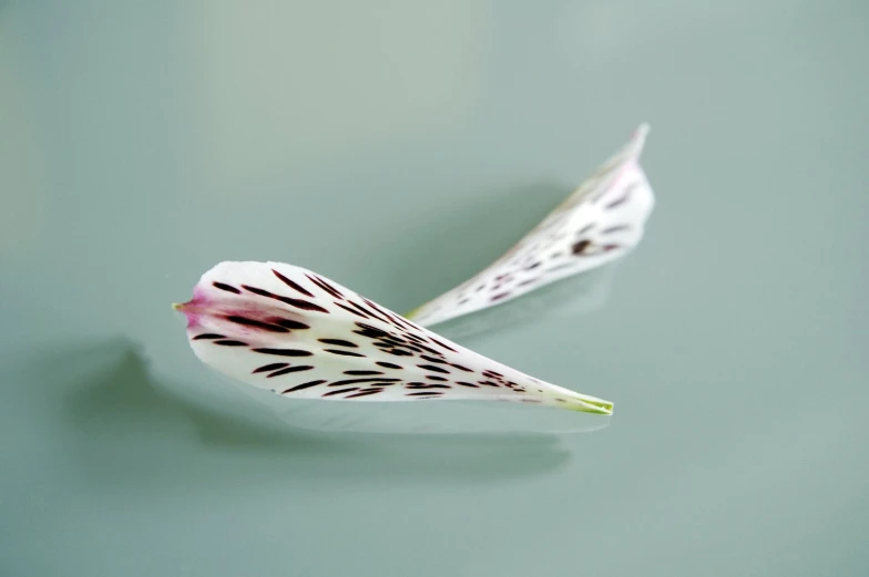 two white flowers are pographed on a light green surface