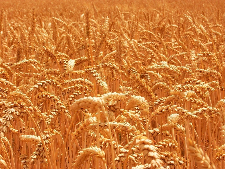 the field of ripe wheat is ready to be picked