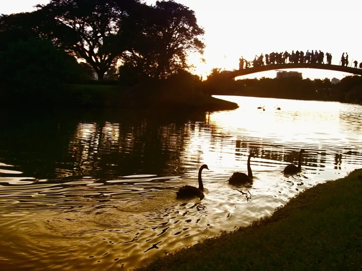 swans swimming in the water as the sun sets