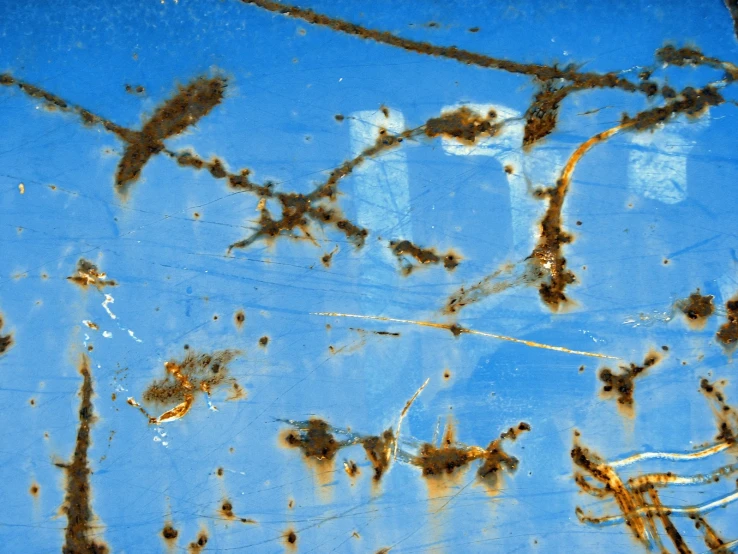 the water in the pool is covered with many brown substance