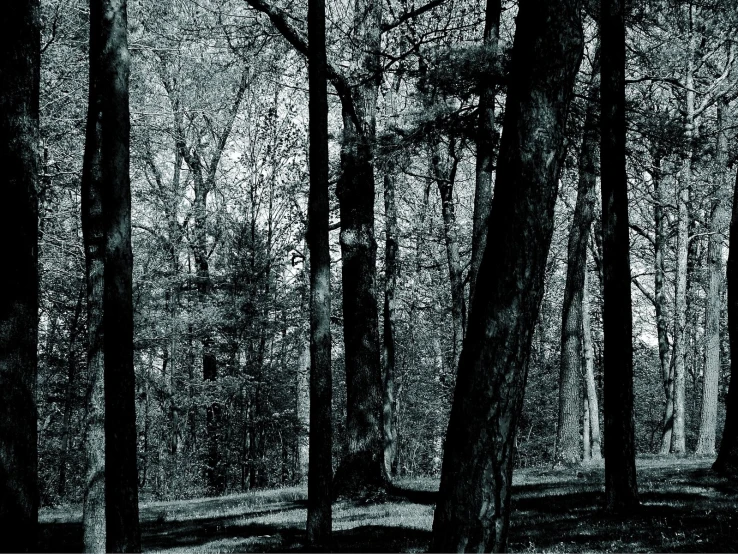 black and white po of trees in a forest