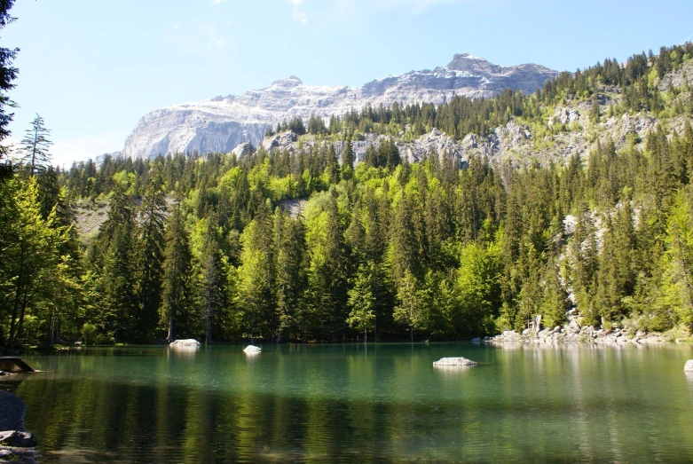 several rocks in a green river surrounded by trees