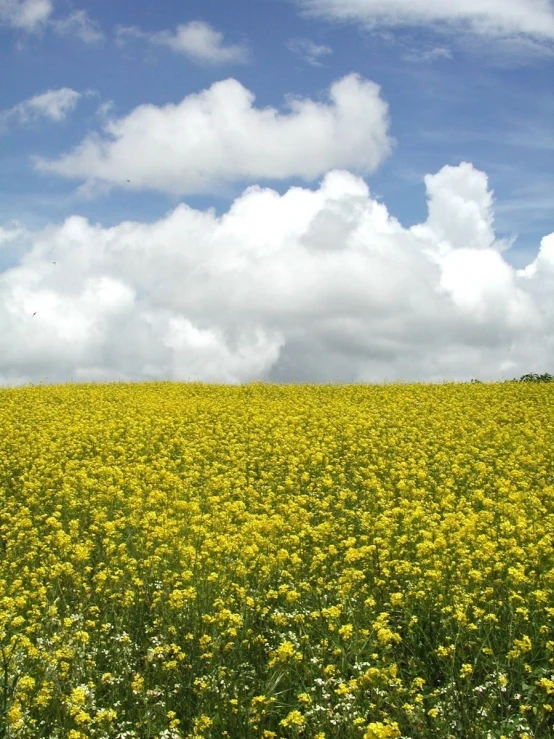 there is a field of yellow flowers in the middle of it