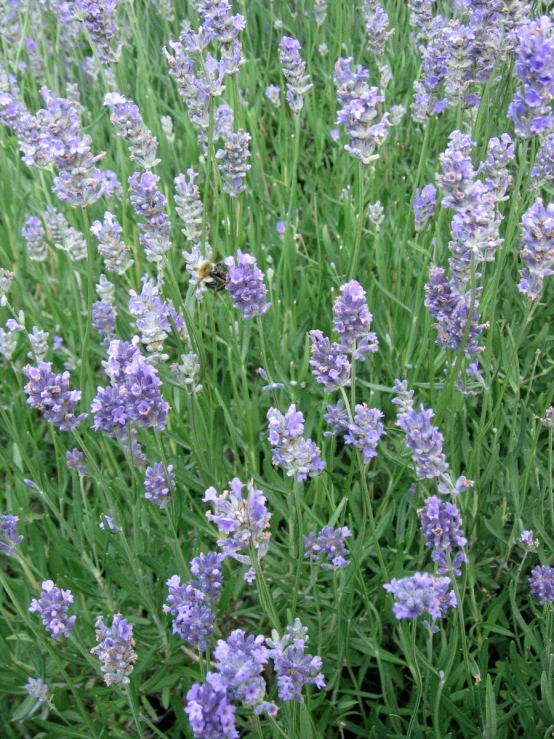 blue and white flowers growing on a green hillside