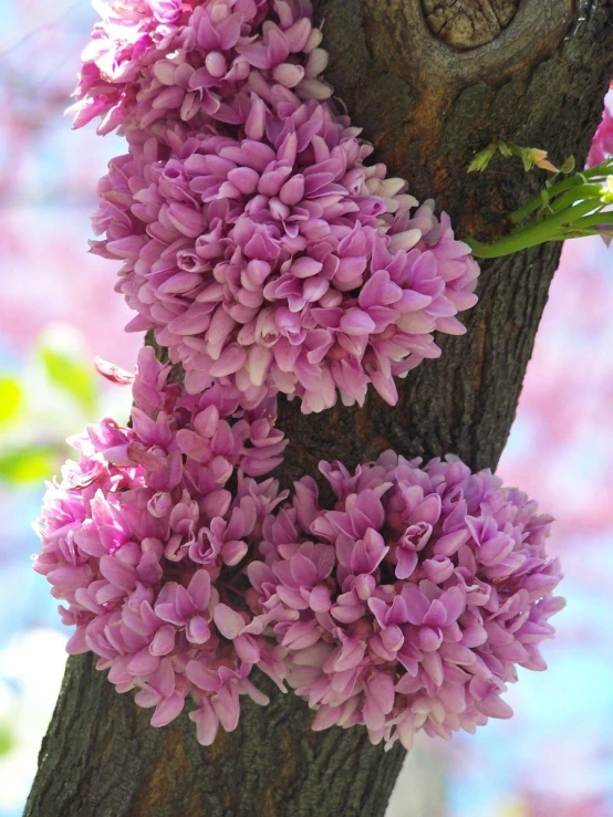 bright pink flowers growing on the nches of a tree