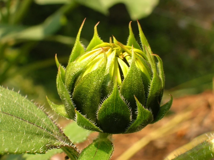 a picture of a flower bud from the inside