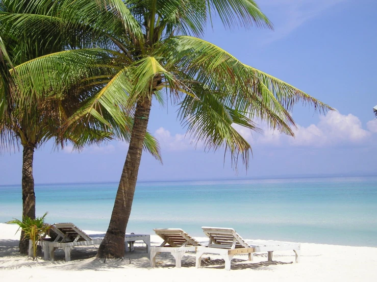 a couple of trees are on the beach