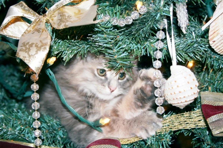 a gray cat in a christmas tree wearing a santa hat and ornament