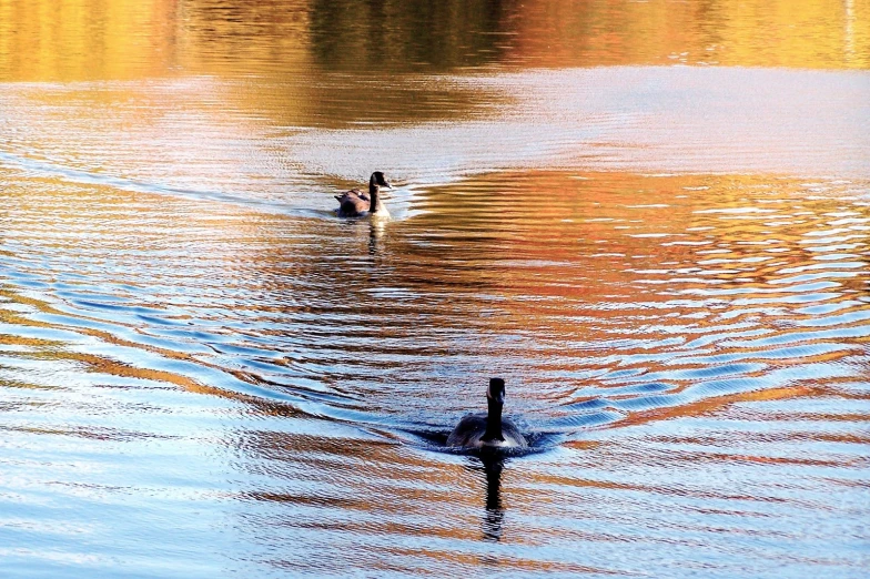 a couple of geese floating in a body of water