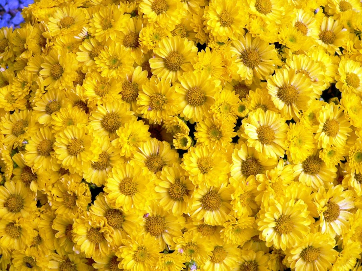 yellow flowers are arranged on top of each other