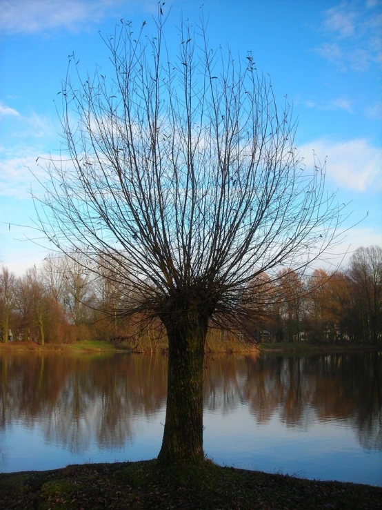 a tree in front of a small lake