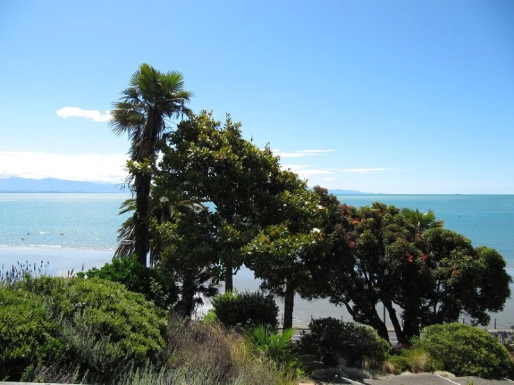 three palm trees by the ocean and some rocks