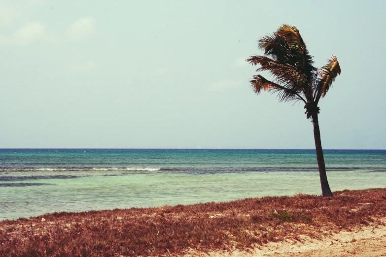 a lone palm tree on the shore line