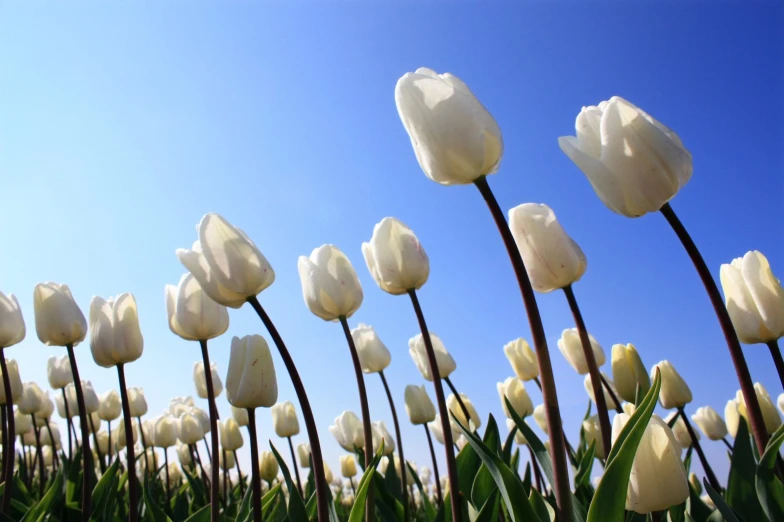 the flowers are beginning to bloom against a blue sky