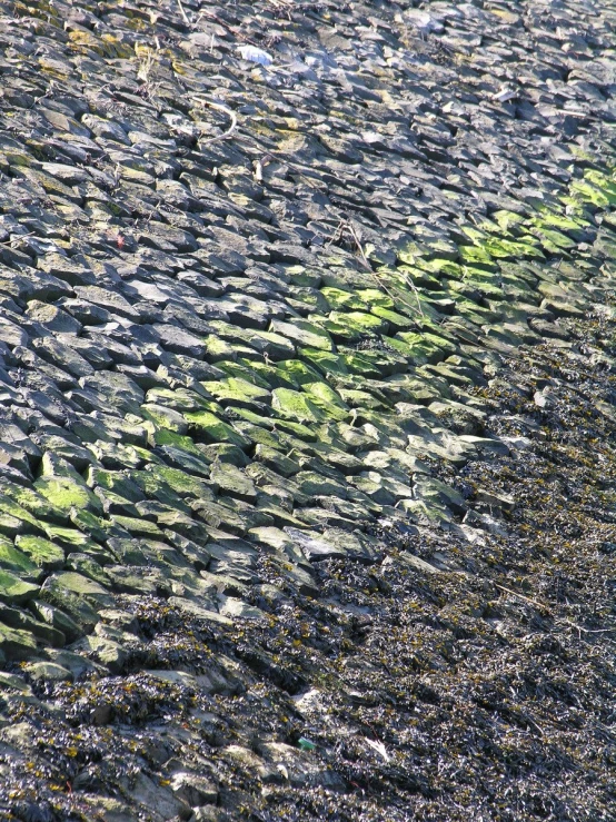 a pathway is on the ground covered with leaves and rocks