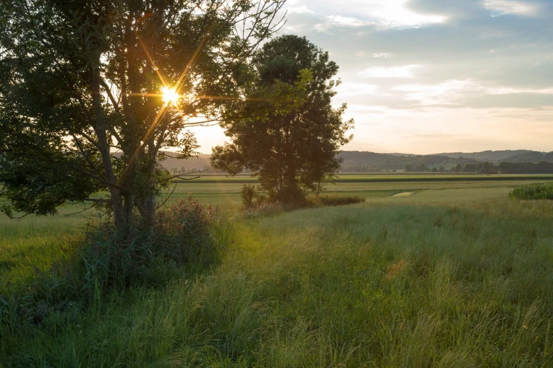 sun setting behind two trees in the field