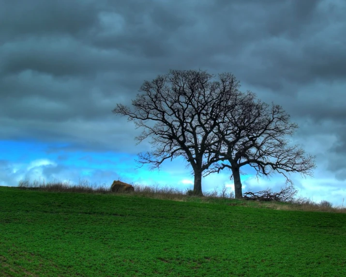 two trees with no leaves on the top of a grassy hill