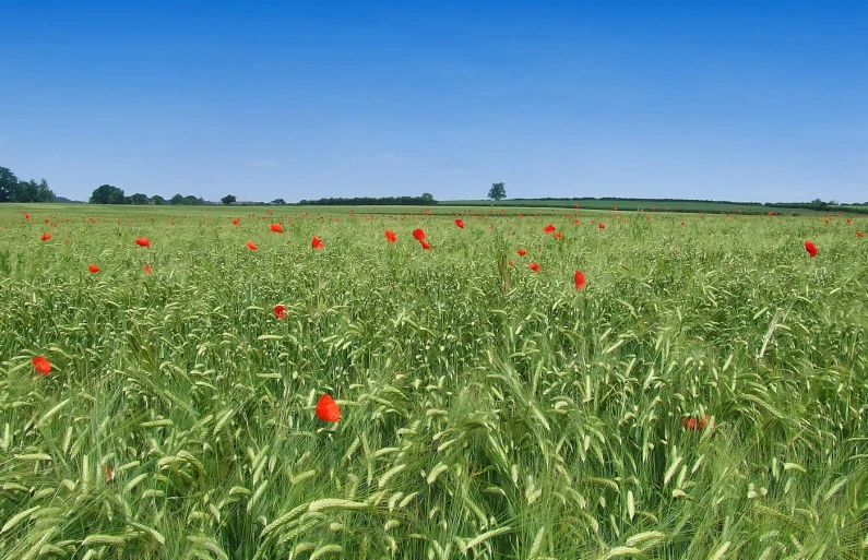 a field of wildflowers and blue skies in the countryside