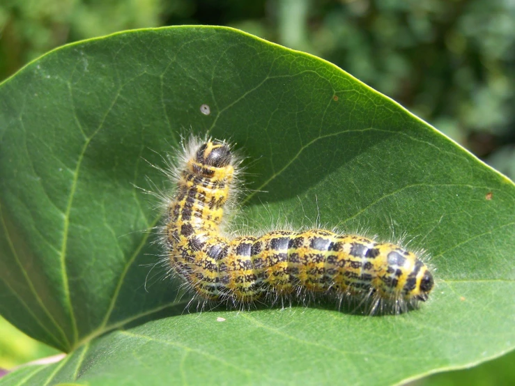 a caterpillar on a green leaf on a sunny day