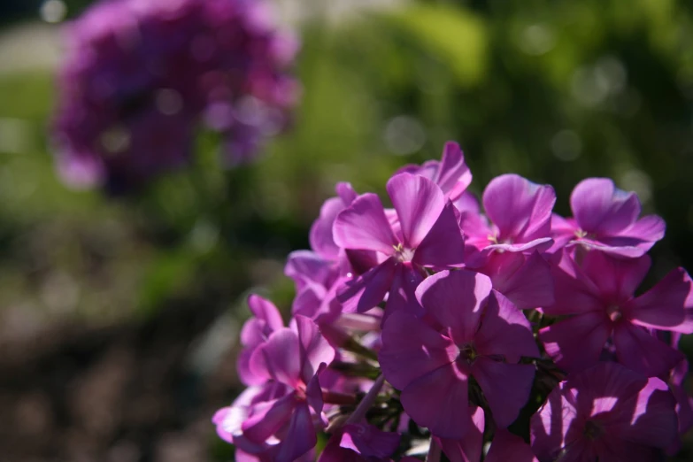 purple flowers with white stamens on sunny day