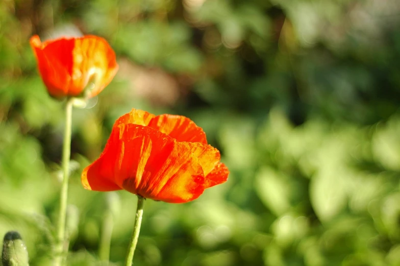 two bright red flowers stand tall in the sunlight