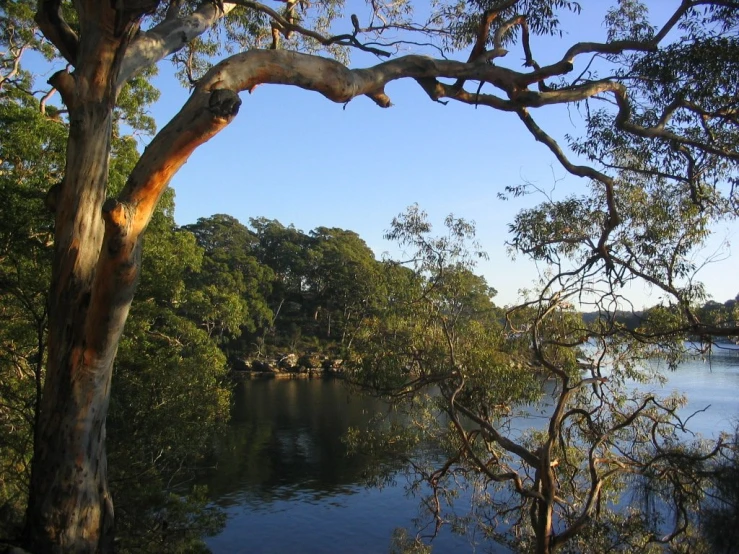 a river is surrounded by a forest and blue sky