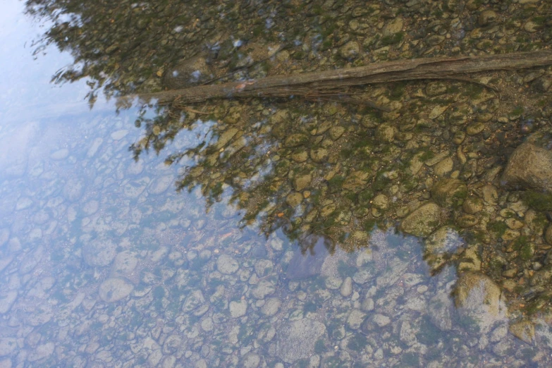 tree reflection on the surface of clear water