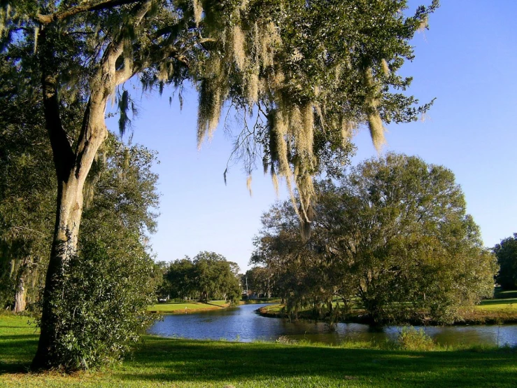 a large tree is beside the pond in this park