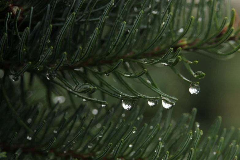 water droplets on green tree needles with blurry background