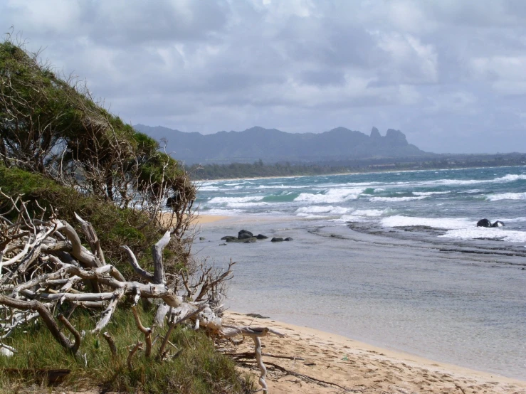 there is a tree stump on the shore of the beach