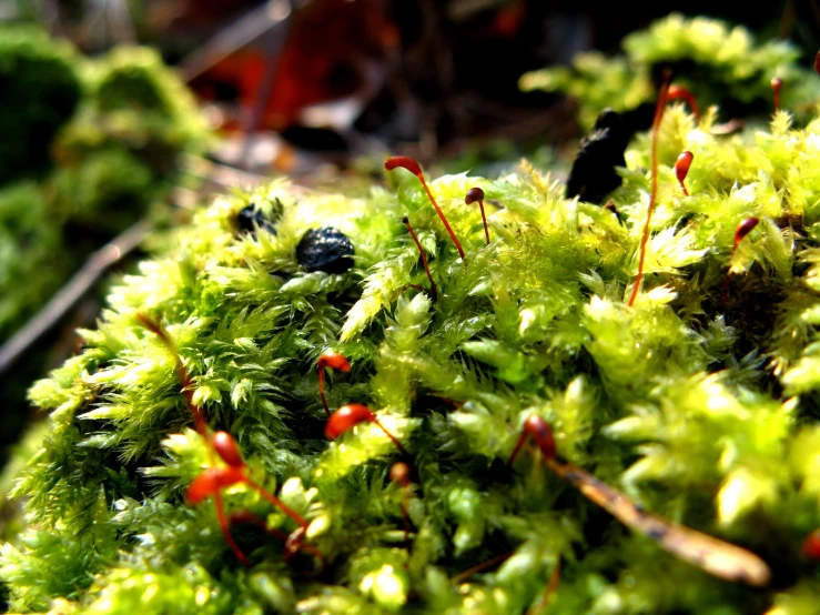 a mossy green substance with orange dots