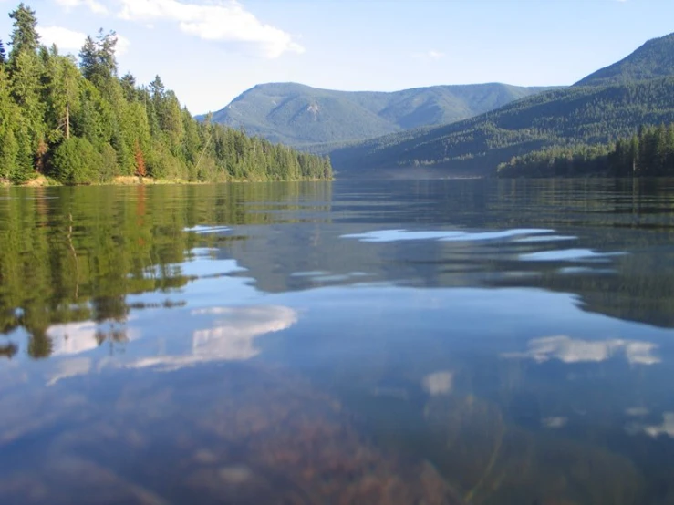 some very calm water with a few trees