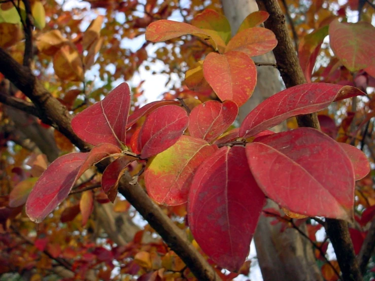 a close up of some red leaves on a tree