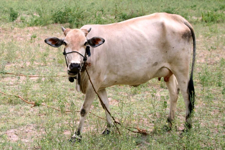 a cow standing in a field wearing a bridled halter