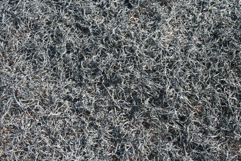 a pile of grey grass with white and blue flowers