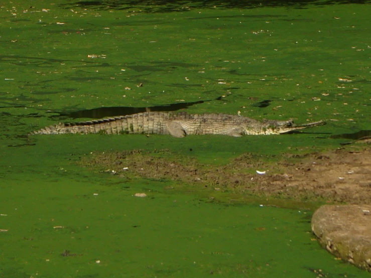 a alligator resting in the middle of a body of green water