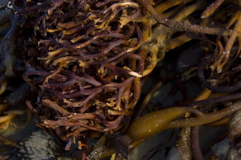 a pile of worms and seaweed that looks like soing from another world