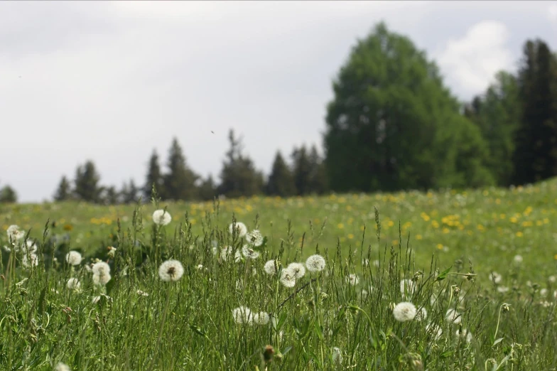 wildflowers in the grass near some trees and shrubs