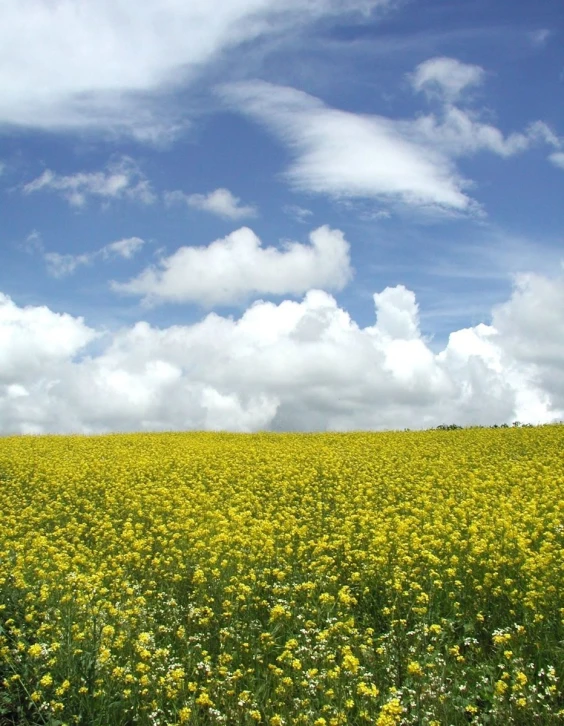 a large field with many yellow flowers under a partly cloudy blue sky