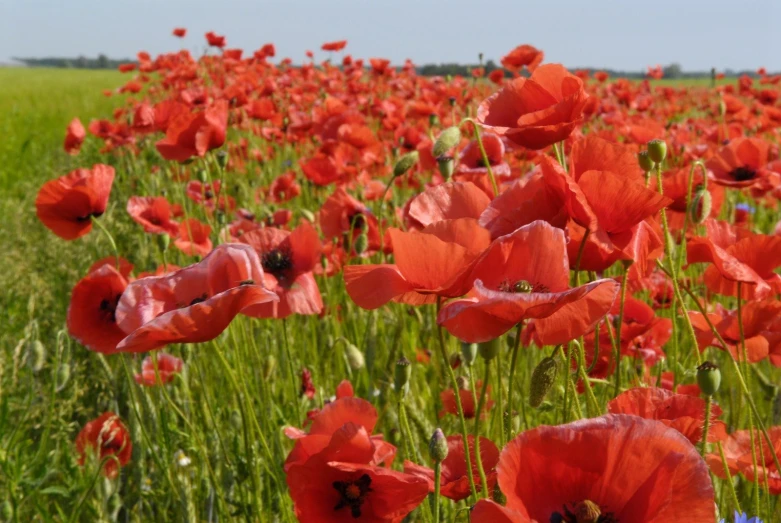 the large field is filled with bright red poppies